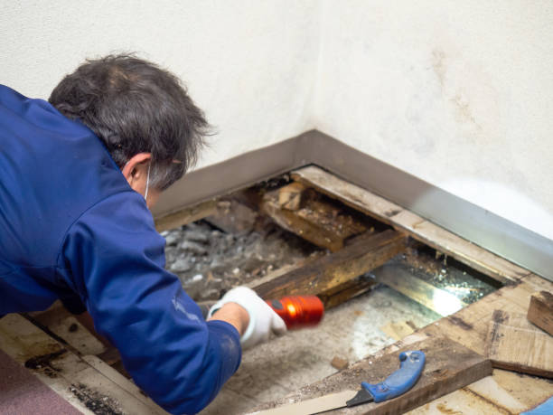 Mold Removal Process in Rolla, MO