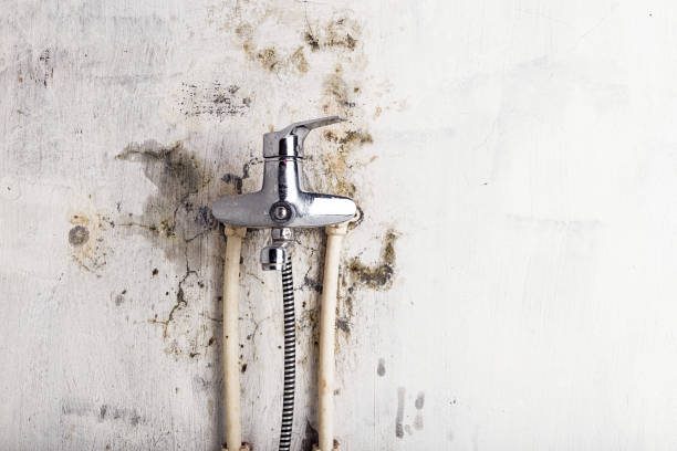 Best Mold Testing  in Rolla, MO