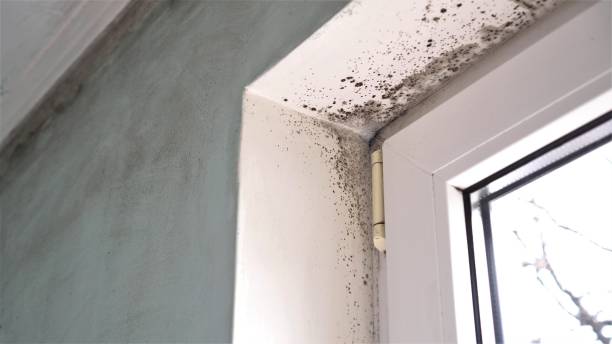 Best Crawl Space Mold Removal  in Rolla, MO