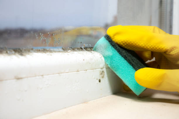 Best Mold Remediation  in Rolla, MO