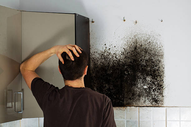 Best Mold Remediation  in Rolla, MO
