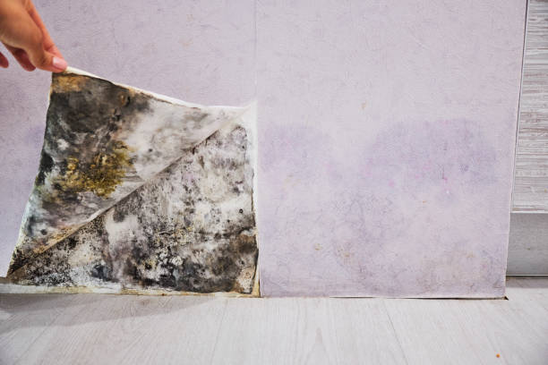 Mold Removal and Inspection in Rolla, MO